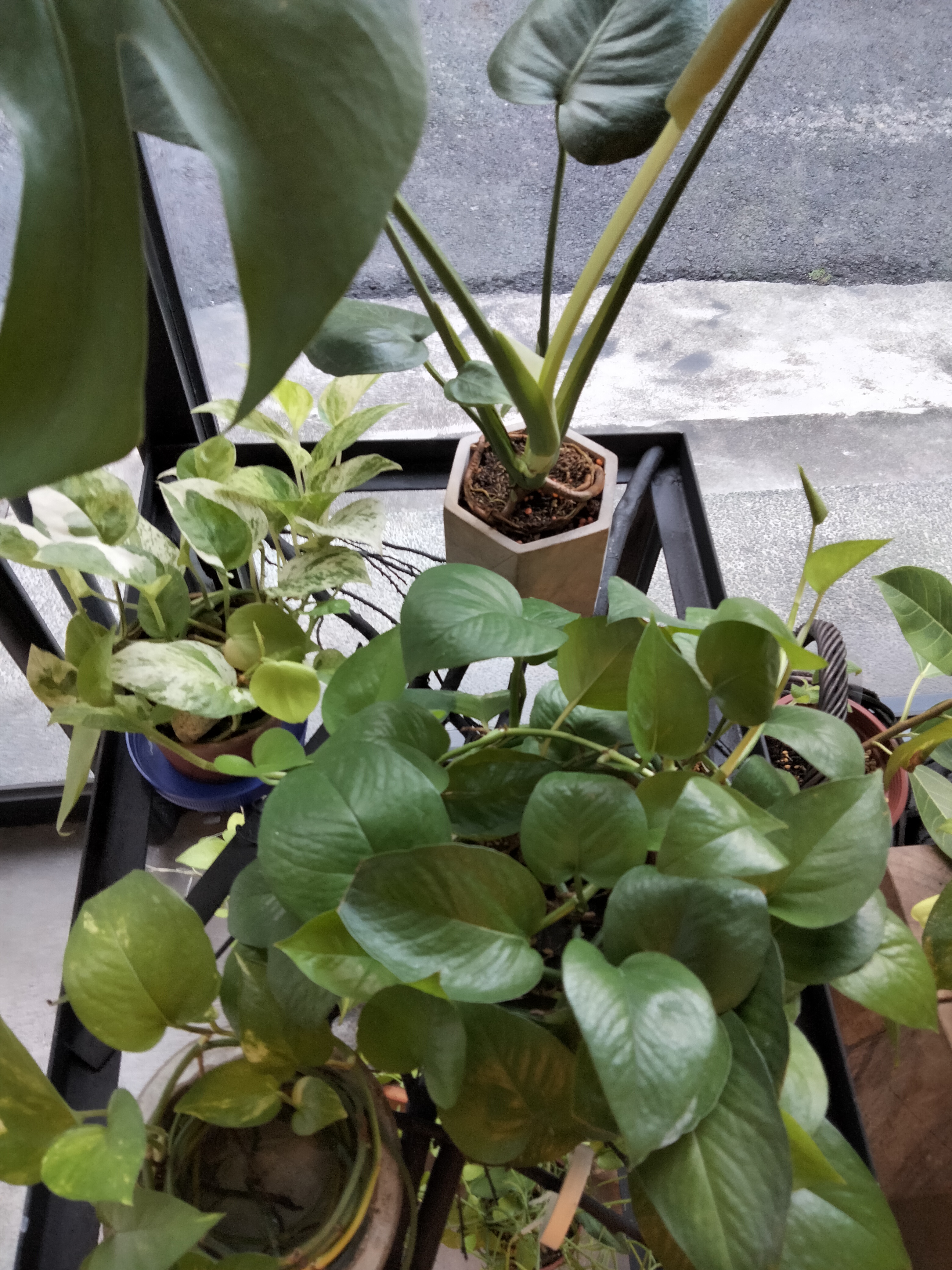 謝德森