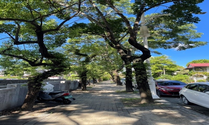 美濃區博愛街中正路雨豆樹下