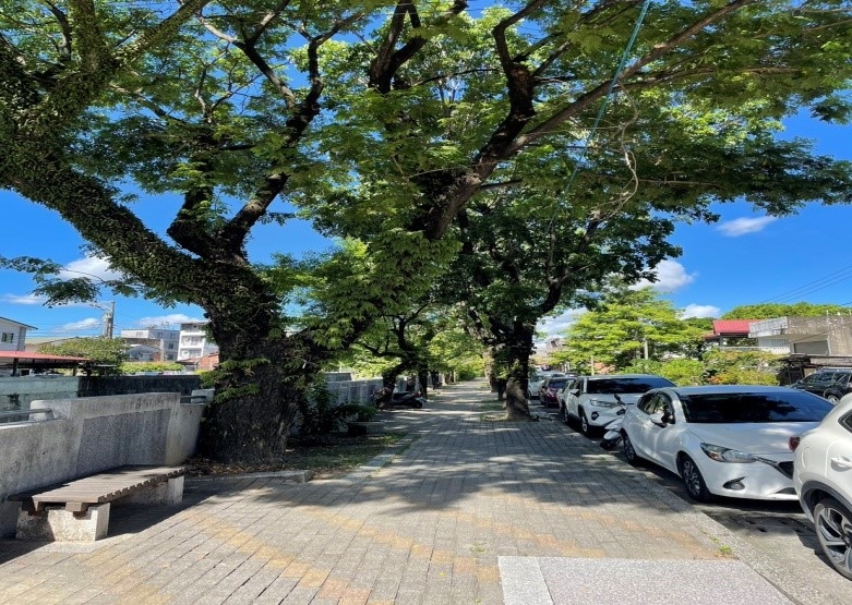 美濃區博愛街中正路雨豆樹下3